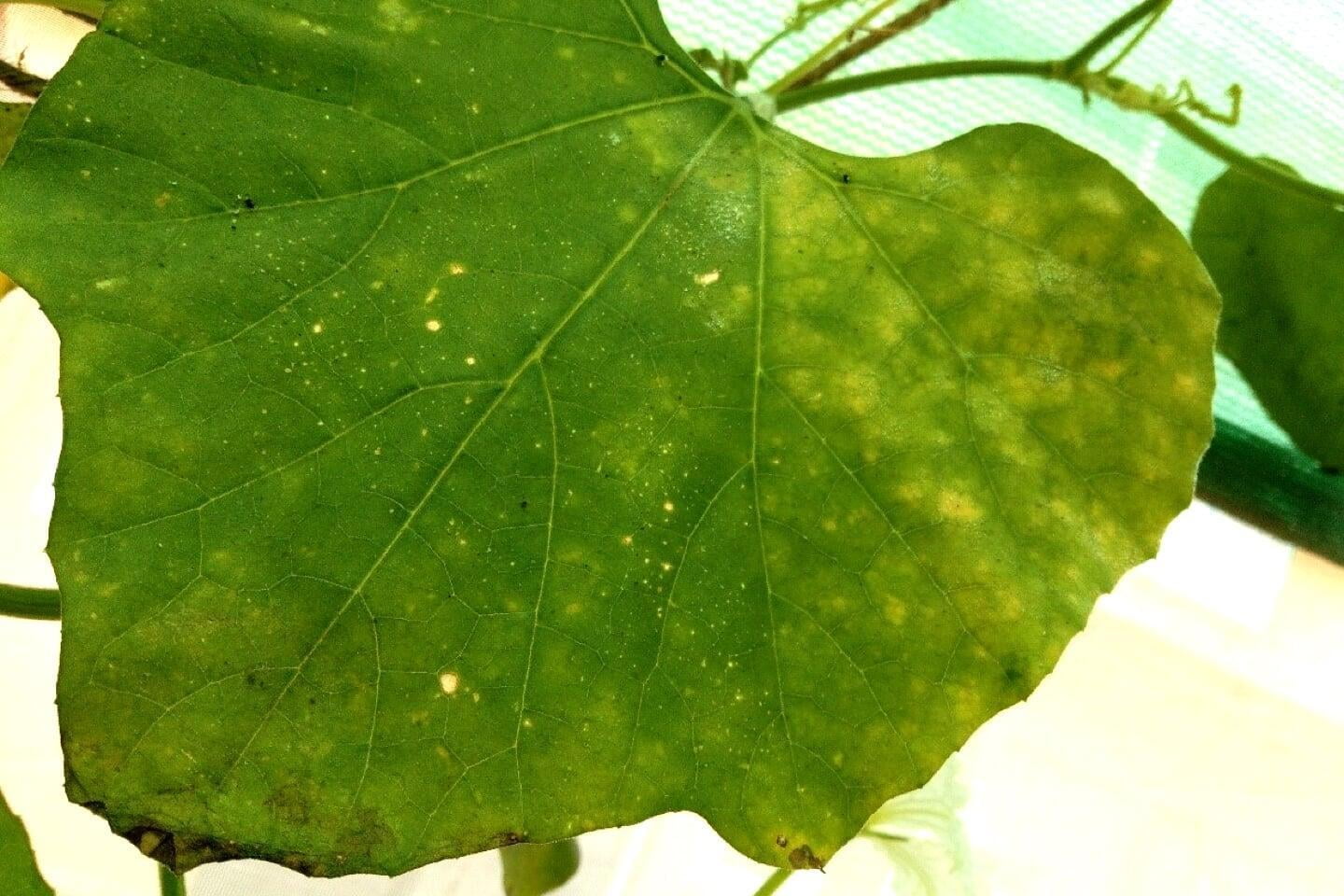 How to identify and control powdery mildew in gourds.